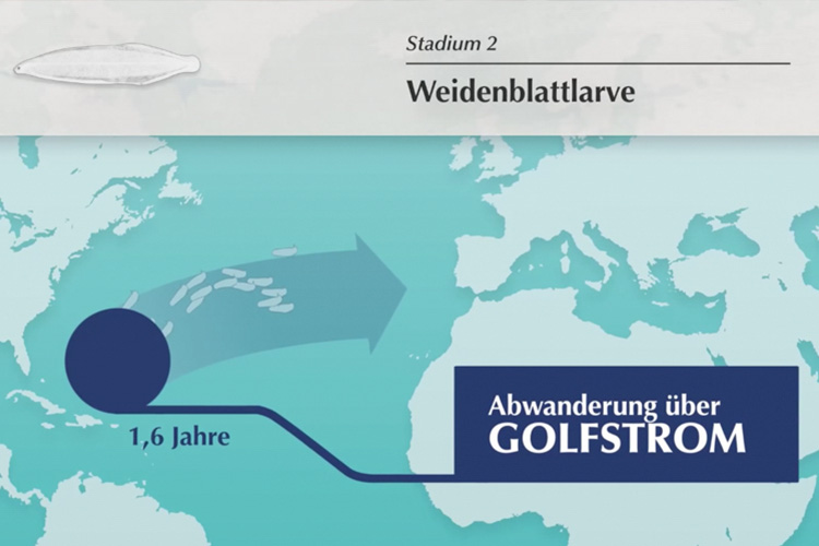 13&deg; Crossmedia Agentur - Müritzfischer Dokus