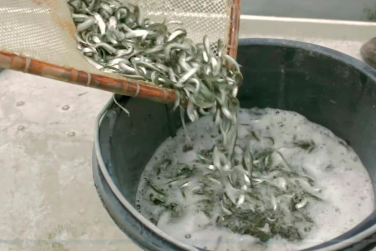 13&deg; Crossmedia Agentur - Müritzfischer Dokus