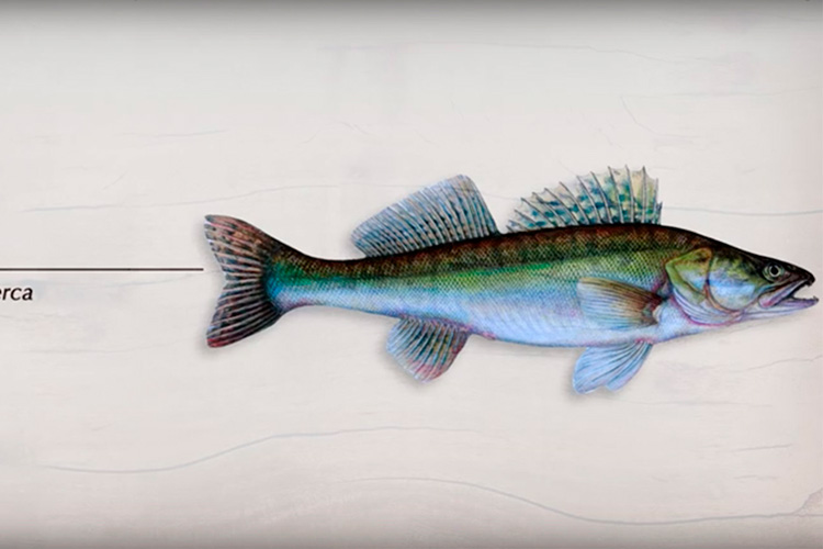 13&deg; Crossmedia Agentur - Müritzfischer Dokus