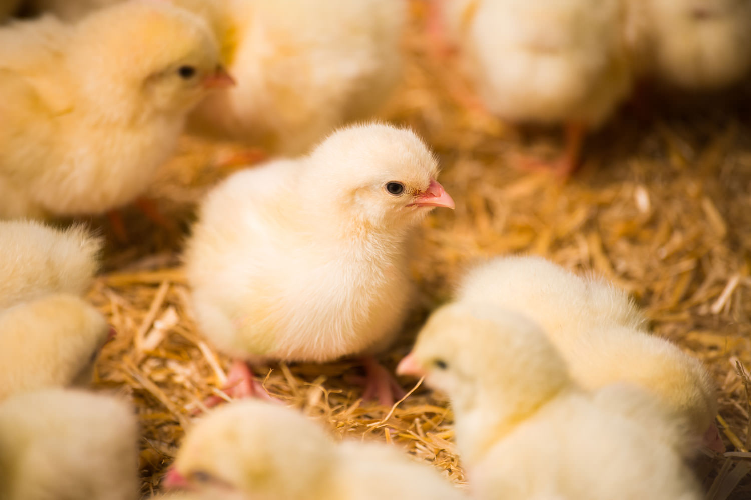 13&deg; Crossmedia Agentur - Bio Fürstenhof